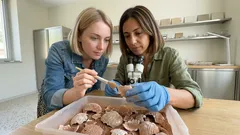 Quattro uova fossili di titanosauro: la scoperta da 72 milioni di anni esposta al MUPA